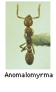 Anomalomyrma