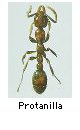 Protanilla