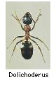 Dolichoderus