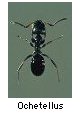 Ochetellus