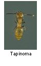 Tapinoma