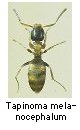 Tapinoma melanocephalum