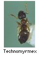 Technomyrmex