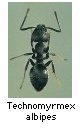 Technomyrmex albipes