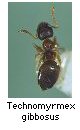 Technomyrmex gibbosus