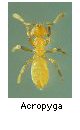 Acropyga