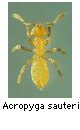 Acropyga sauteri
