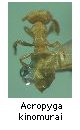 Acropyga kinomurai