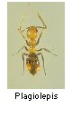 Plagiolepis