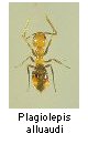 Plagiolepis alluaudi