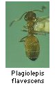 Plagiolepis flavescens