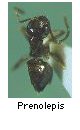 Prenolepis