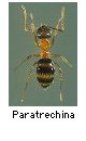 Paratrechina