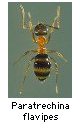 Paratrechina flavipes