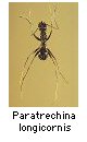 Paratrechina longicornis