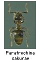 Paratrechina sakurae