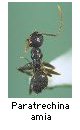 Paratrechina amia