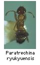Paratrechina ryukyuensis