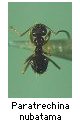 Paratrechina nubatama