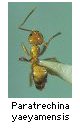 Paratrechina yaeyamensis