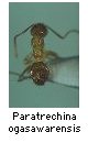 Paratrechina ogasawarensis