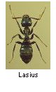 Lasius