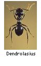 Dendrolasius