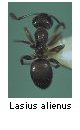 Lasius alienus