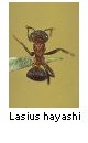 Lasius hayashi
