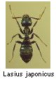 Lasius japonicus