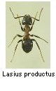 Lasius productus
