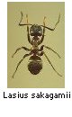 Lasius sakagamii