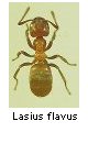 Lasius flavus