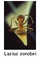 Lasius sonobei