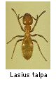 Lasius talpa