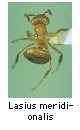 Lasius meridionalis