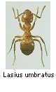 Lasius umbratus