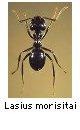 Lasius morisitai