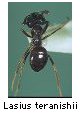 Lasius teranishii