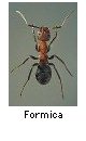 Formica