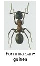 Formica sanguinea