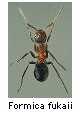 Formica fukaii
