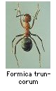 Formica truncorum