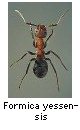 Formica yessensis