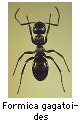 Formica gagatoides