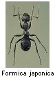 Formica japonica