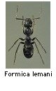 Formica lemani