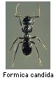 Formica candida