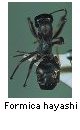 Formica hayashi