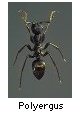 Polyergus